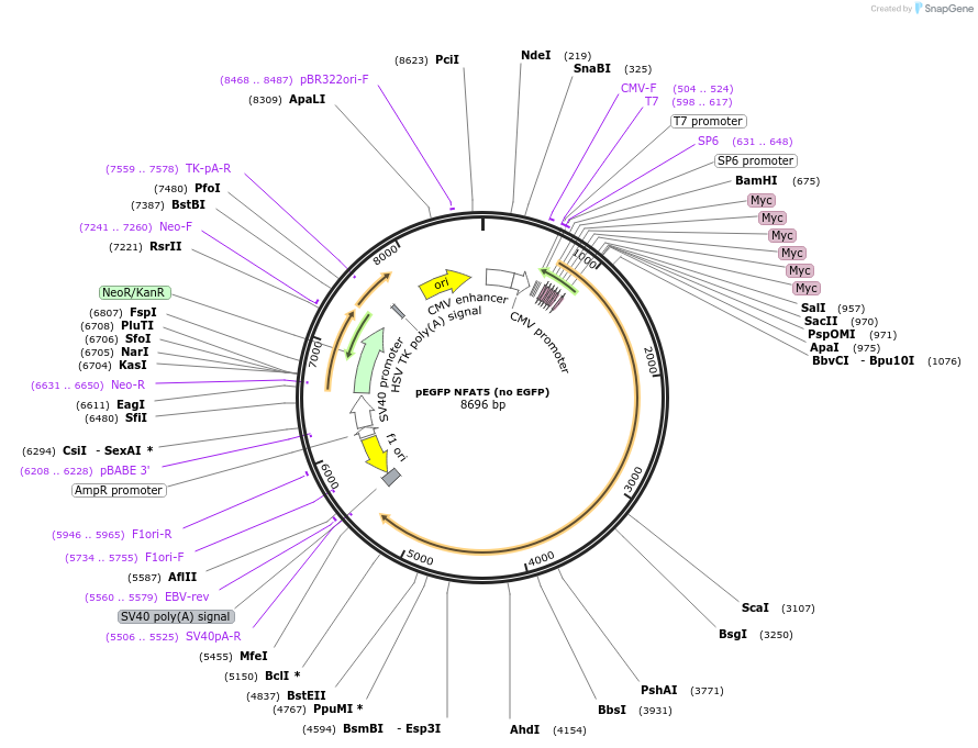 13627-plasmid-map-sequence-id-266077