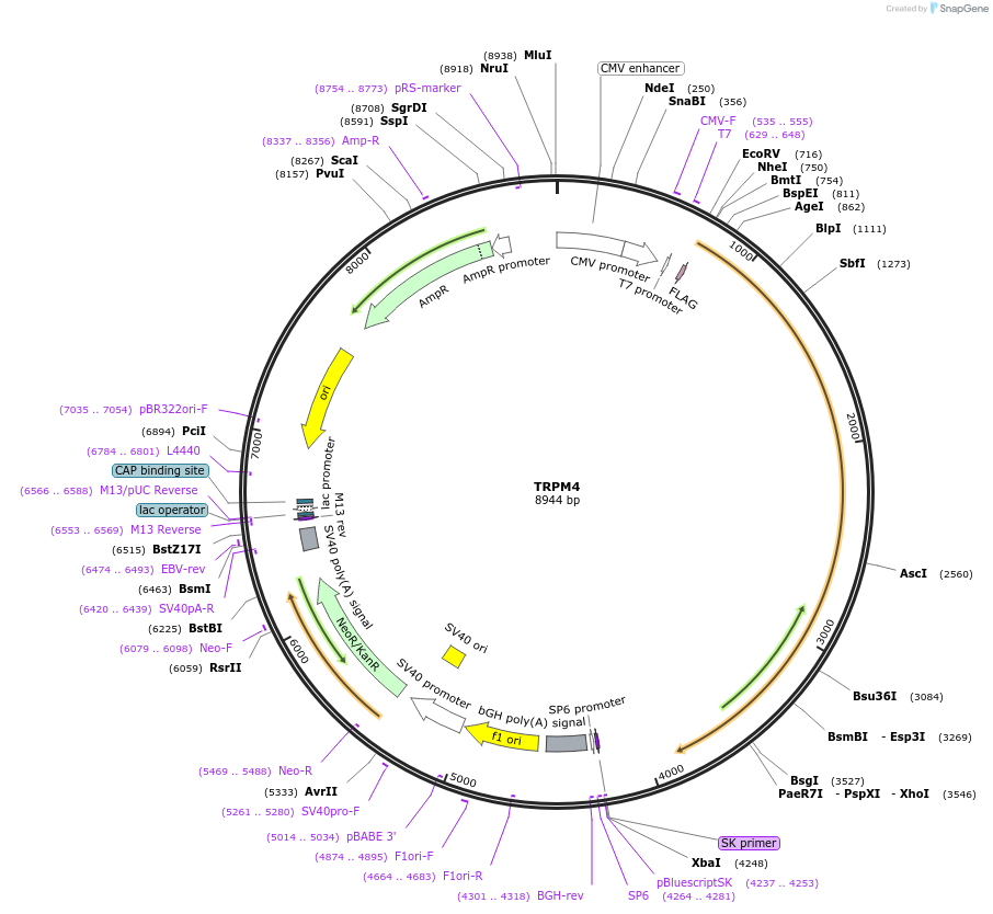 25903-plasmid-map-sequence-id-266078