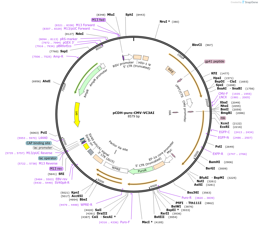 78907-plasmid-map-sequence-id-266079
