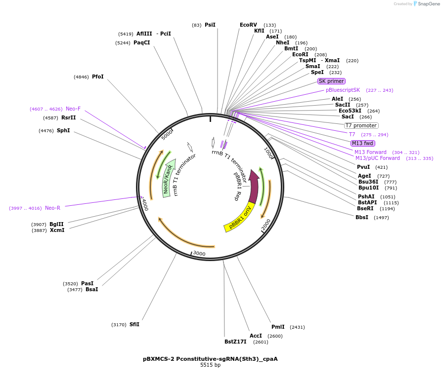 133344-plasmid-map-sequence-id-266084