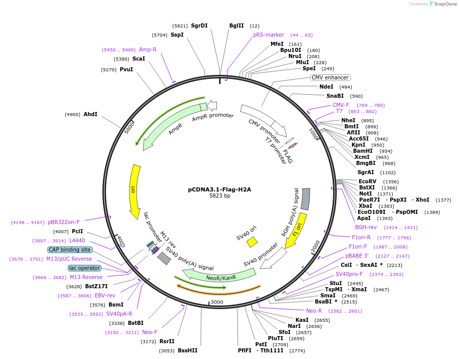 63560-plasmid-map-sequence-id-266086