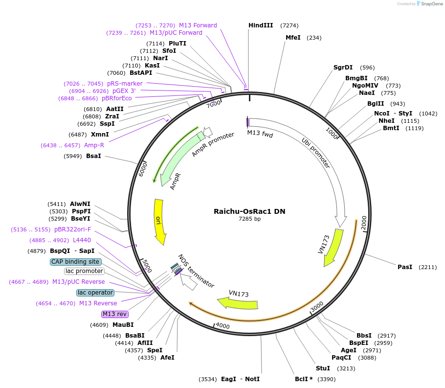 133263-plasmid-map-sequence-id-266092