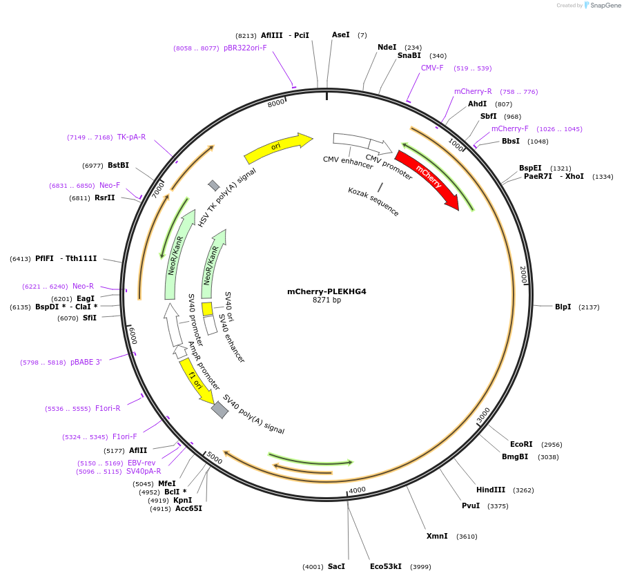 129618-plasmid-map-sequence-id-266099