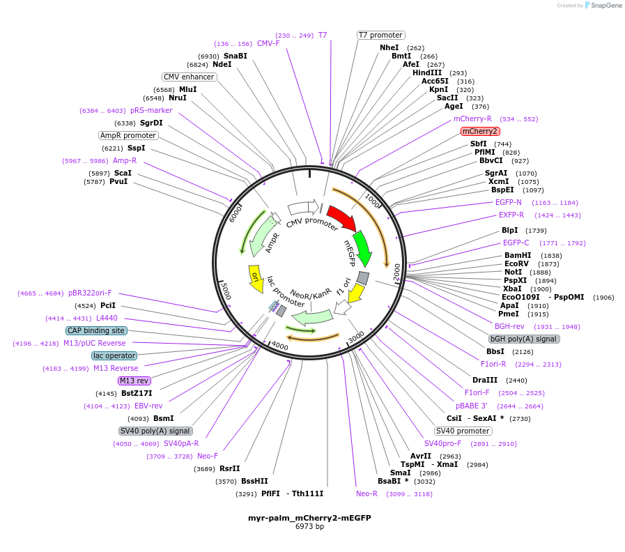 127816-plasmid-map-sequence-id-266103