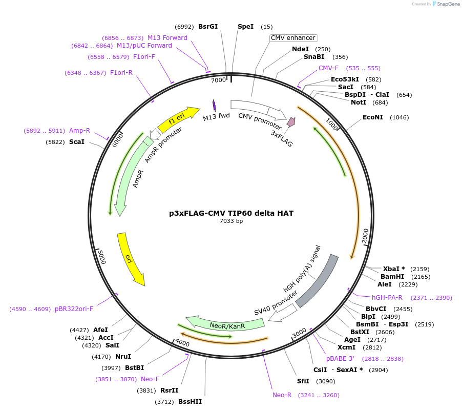 78793-plasmid-map-sequence-id-266104