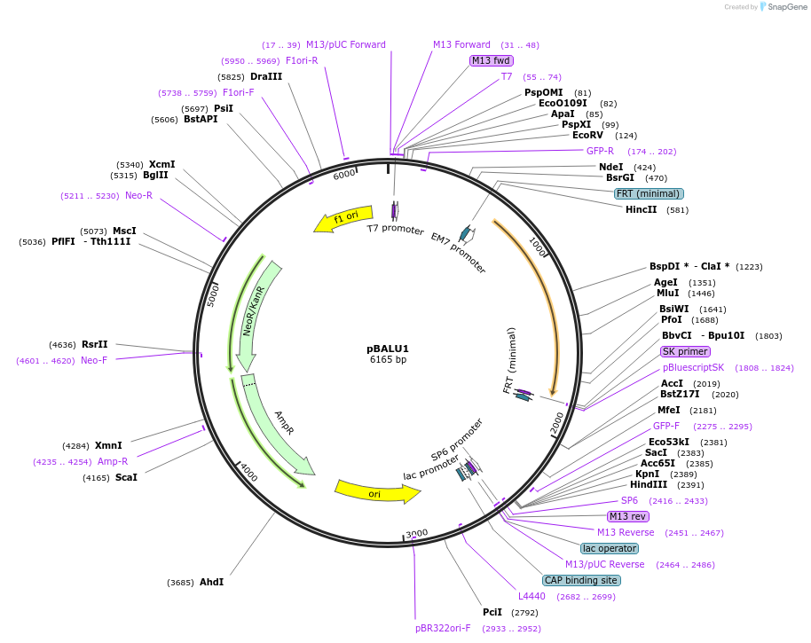 69316-plasmid-map-sequence-id-266105