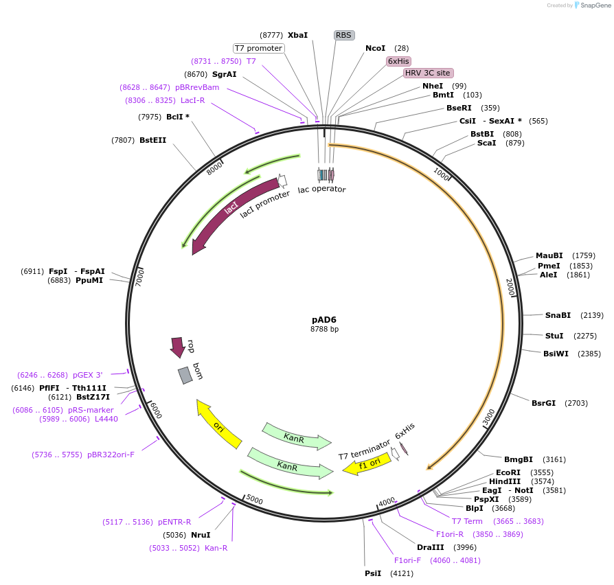 134349-plasmid-map-sequence-id-266106