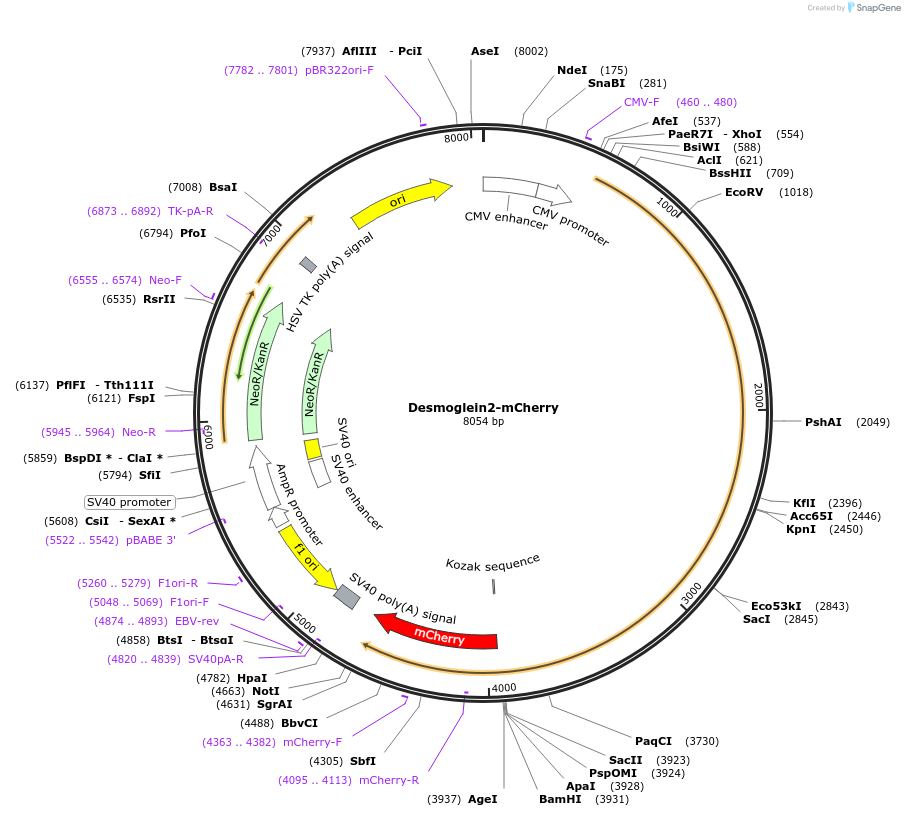 36991-plasmid-map-sequence-id-266107