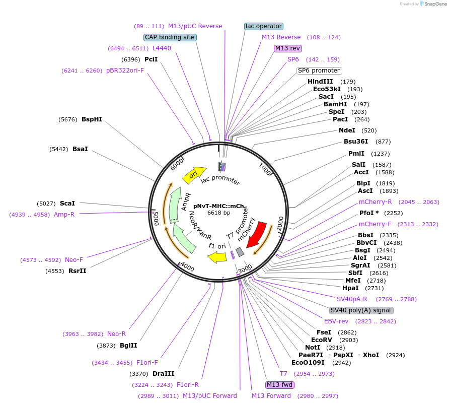 67943-plasmid-map-sequence-id-266110