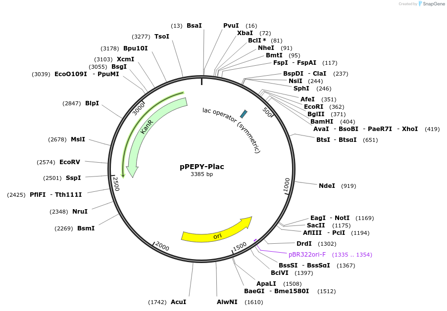 122634-plasmid-map-sequence-id-266115