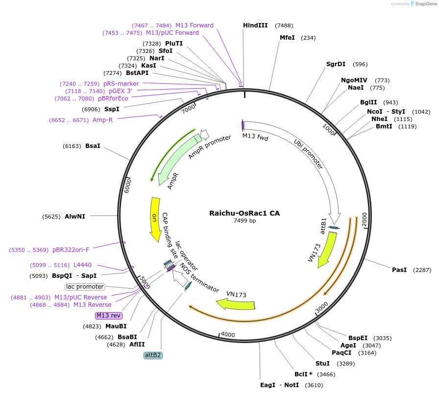 133264-plasmid-map-sequence-id-266126