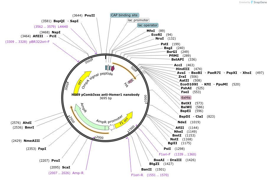 134716-plasmid-map-sequence-id-266127
