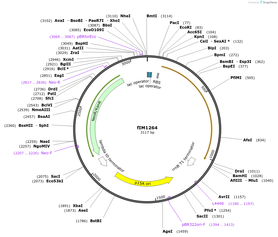 132571-plasmid-map-sequence-id-266128
