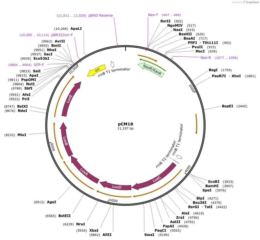78565-plasmid-map-sequence-id-266138