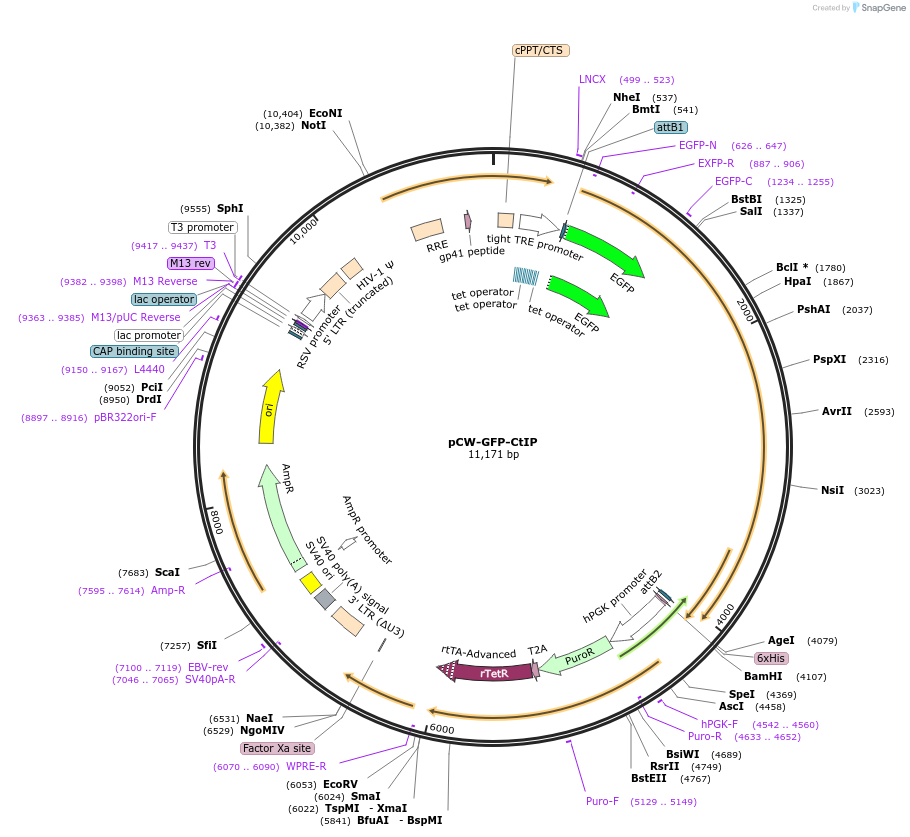 71109-plasmid-map-sequence-id-266141