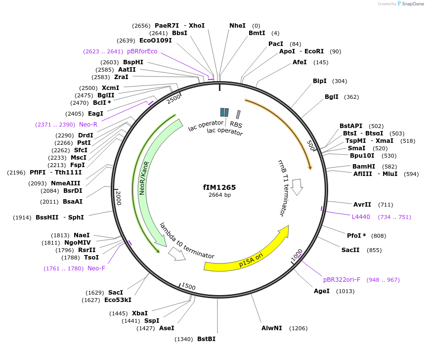 132577-plasmid-map-sequence-id-266154