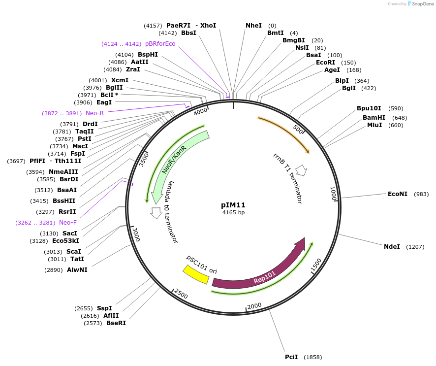 132580-plasmid-map-sequence-id-266156