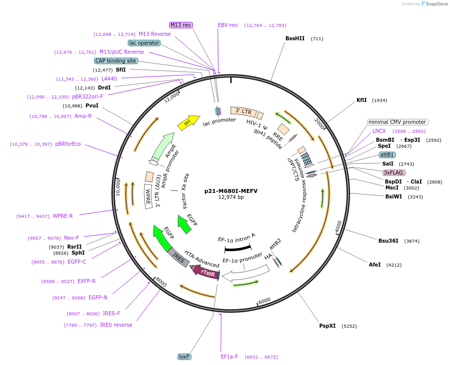 134711-plasmid-map-sequence-id-266165