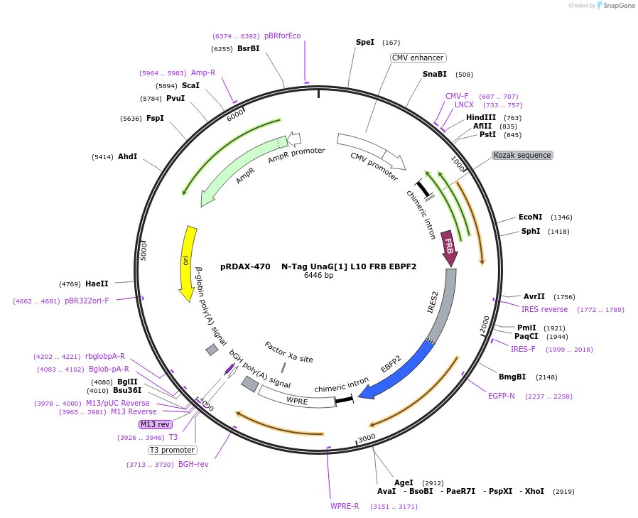 129913-plasmid-map-sequence-id-266167