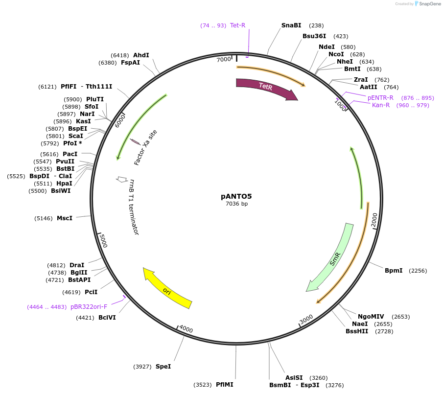 131106-plasmid-map-sequence-id-266168