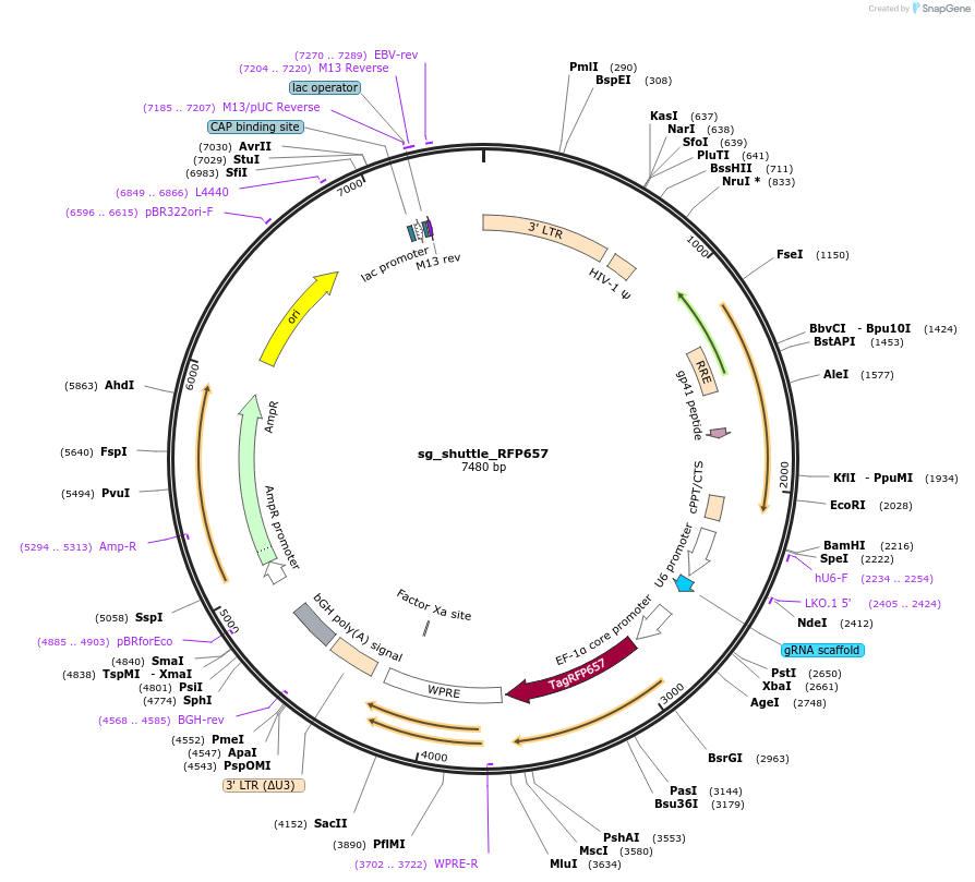134968-plasmid-map-sequence-id-266186