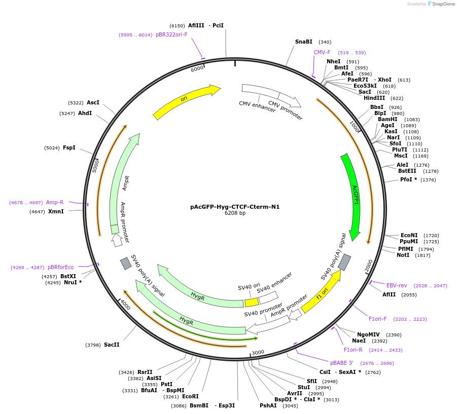 131801-plasmid-map-sequence-id-266190
