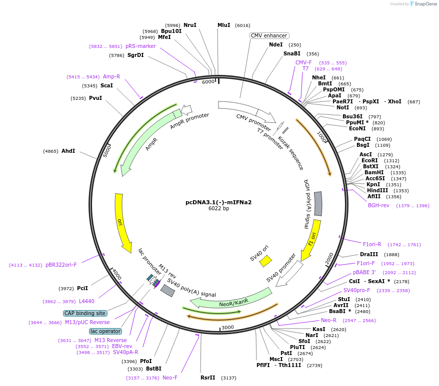 135098-plasmid-map-sequence-id-266193