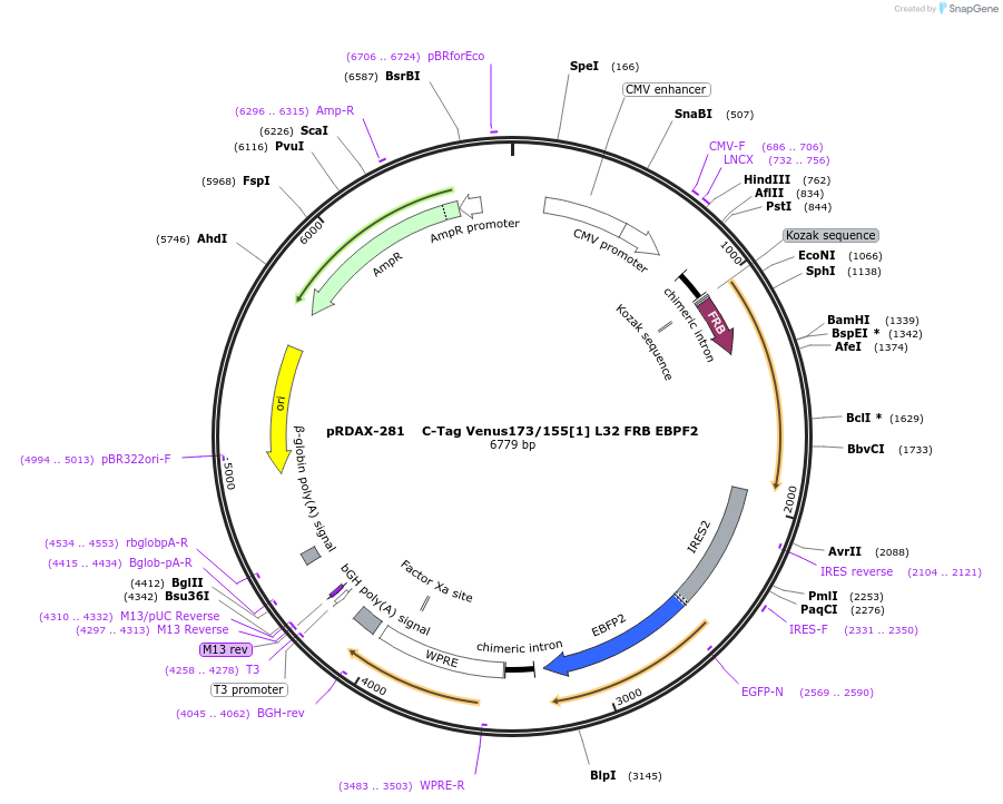 129940-plasmid-map-sequence-id-266224