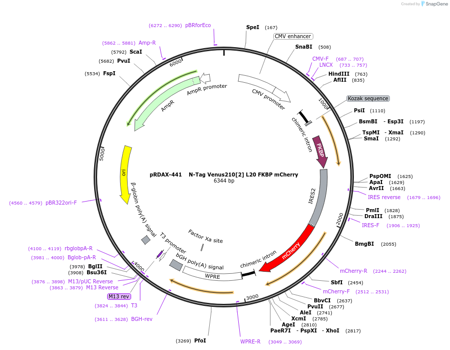 129981-plasmid-map-sequence-id-266233