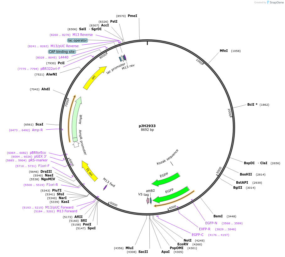 132363-plasmid-map-sequence-id-266236