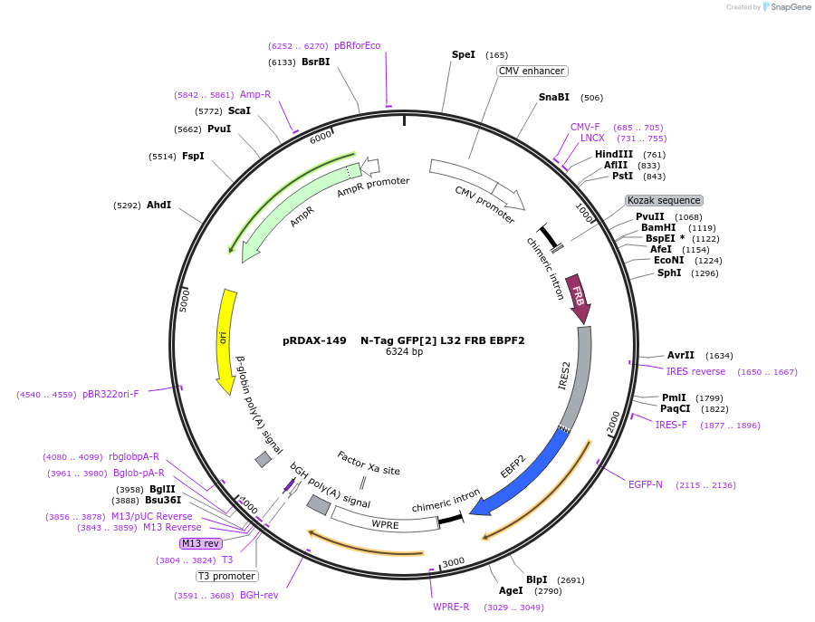 129989-plasmid-map-sequence-id-266255