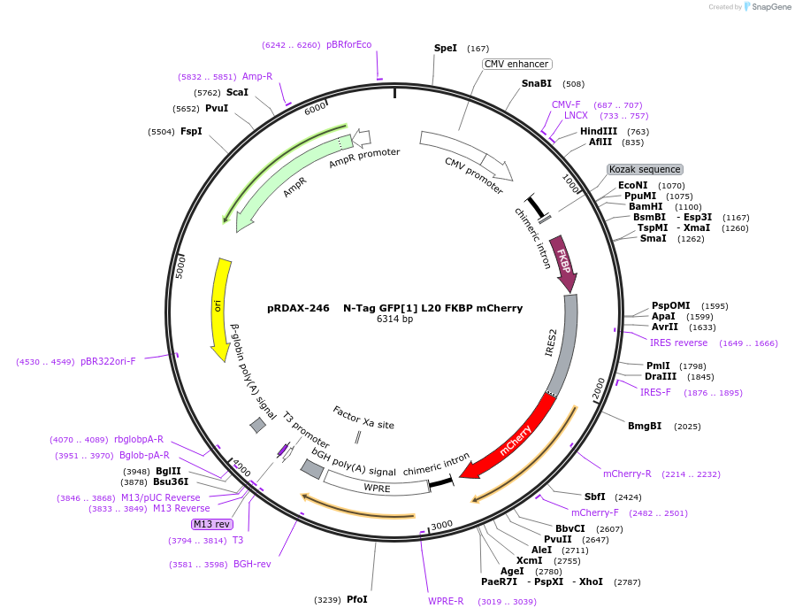 130005-plasmid-map-sequence-id-266256