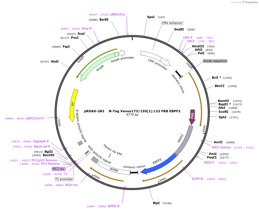 129941-plasmid-map-sequence-id-266259