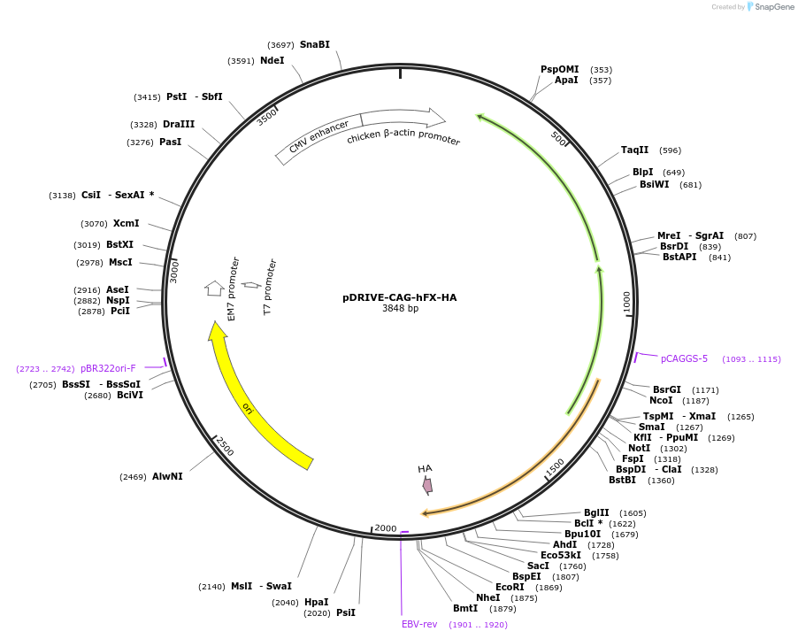 14994-plasmid-map-sequence-id-266260
