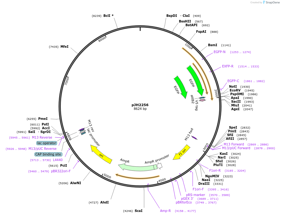 132365-plasmid-map-sequence-id-266280