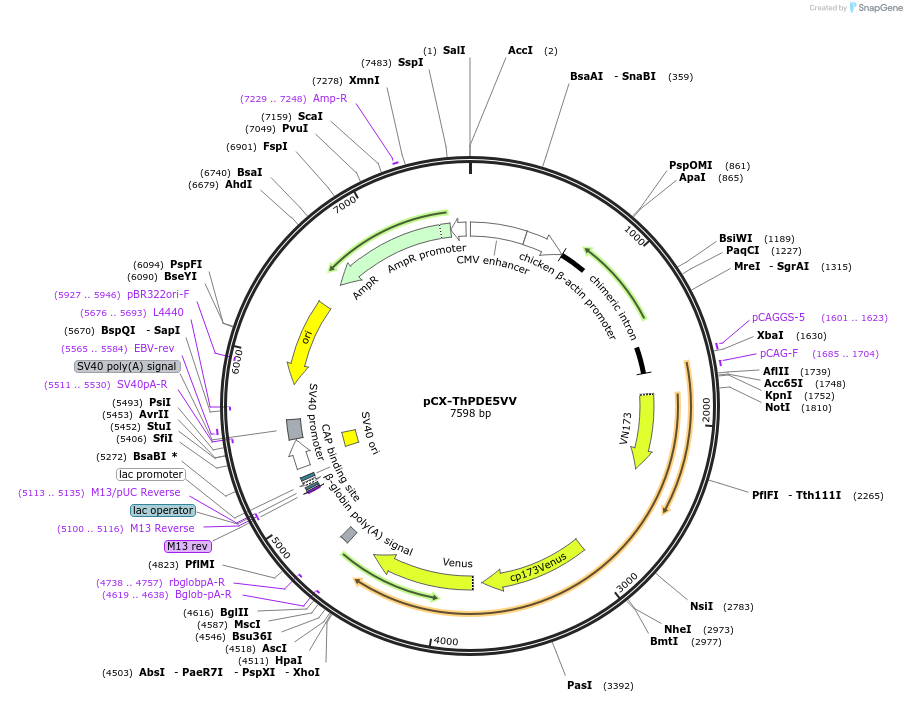134778-plasmid-map-sequence-id-266281