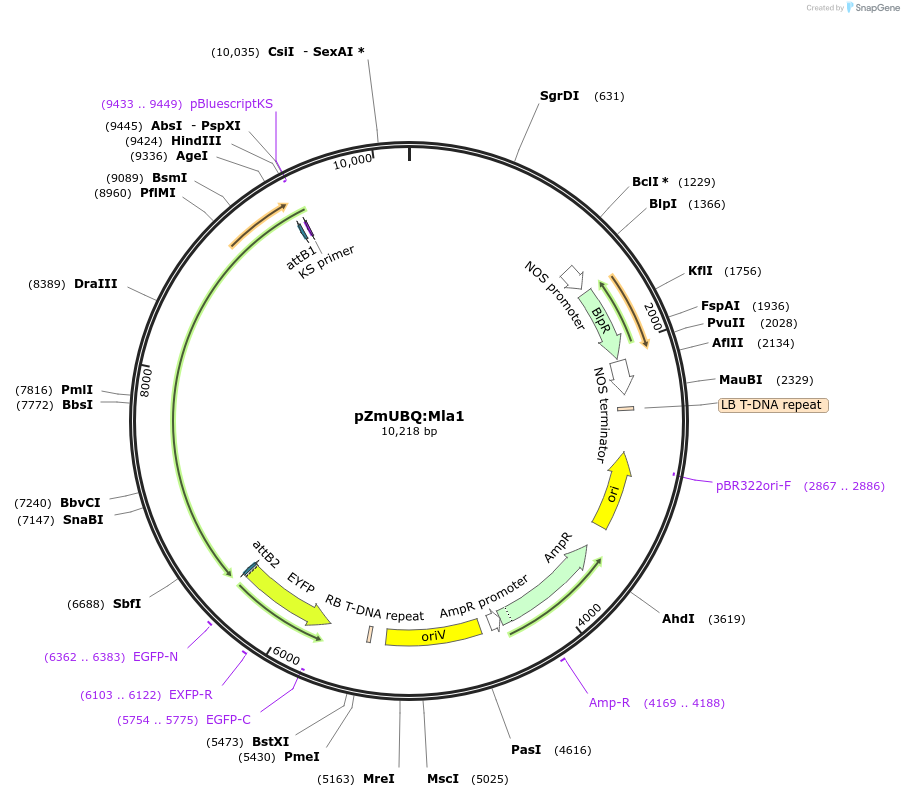 132355-plasmid-map-sequence-id-266342