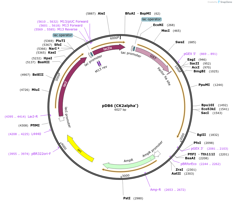 27084-plasmid-map-sequence-id-266347