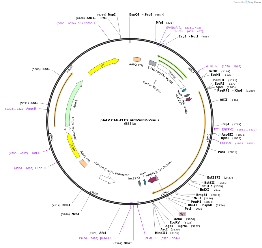137959-plasmid-map-sequence-id-266350