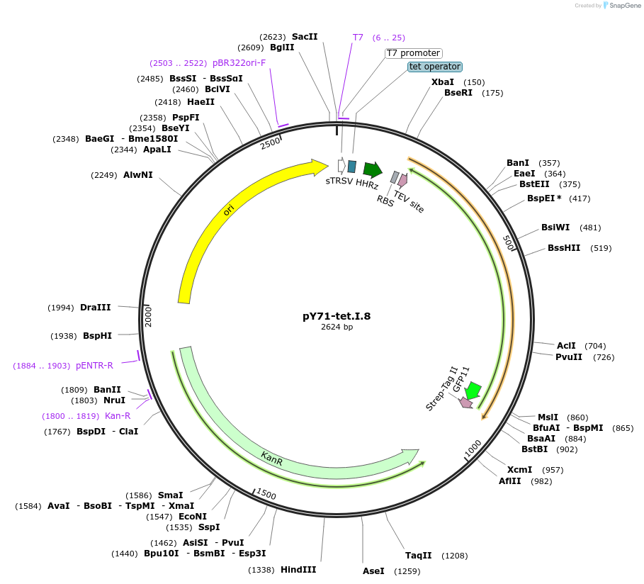 133521-plasmid-map-sequence-id-266363