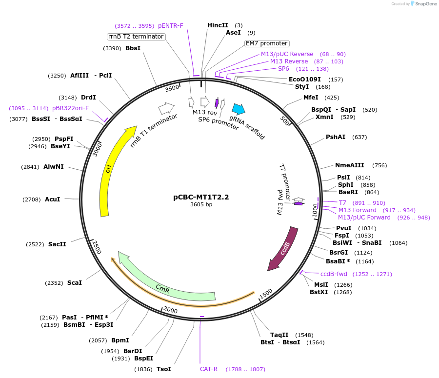 134751-plasmid-map-sequence-id-266369