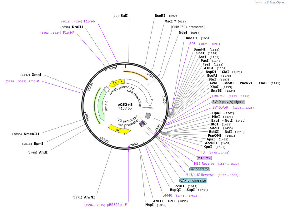 34931-plasmid-map-sequence-id-266377