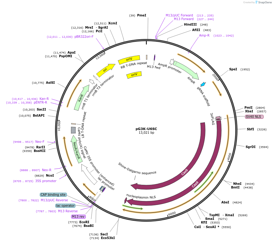 134754-plasmid-map-sequence-id-266438