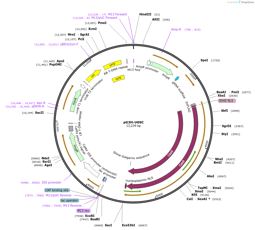 134755-plasmid-map-sequence-id-266440