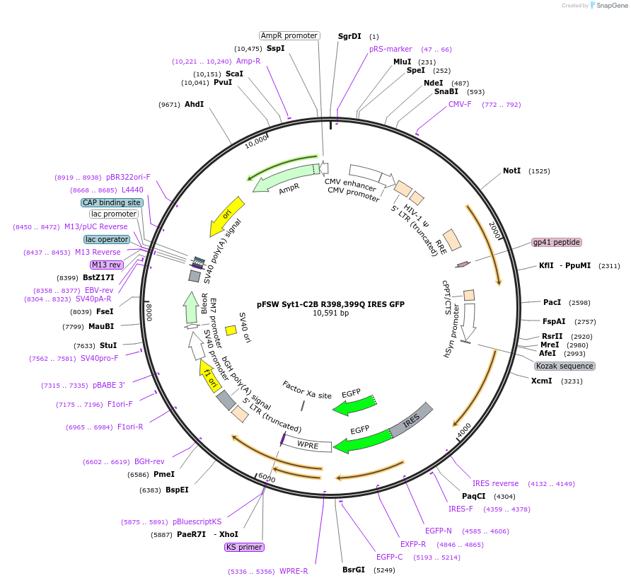 133819-plasmid-map-sequence-id-266442