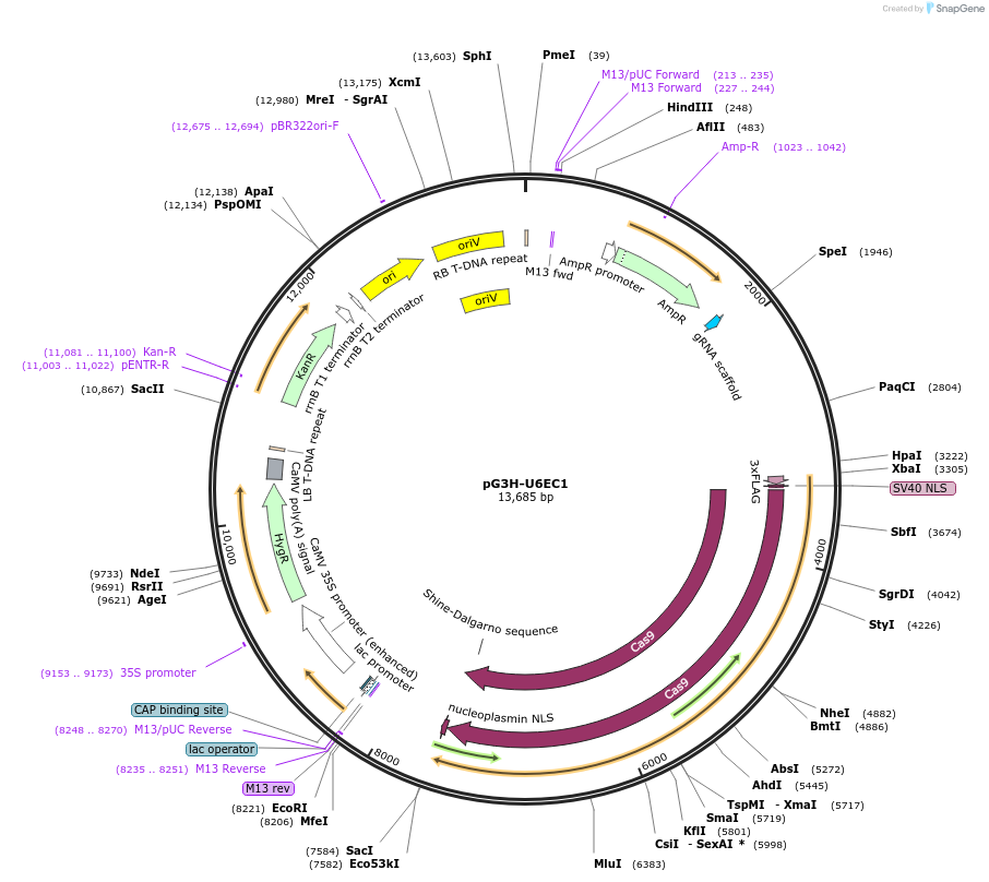 134758-plasmid-map-sequence-id-266446
