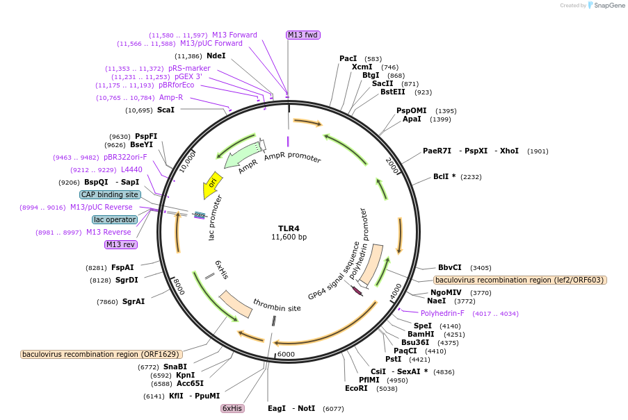 20863-plasmid-map-sequence-id-266447
