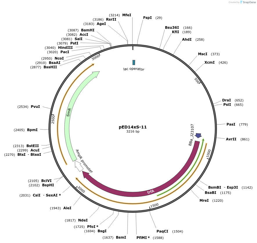 134803-plasmid-map-sequence-id-266461