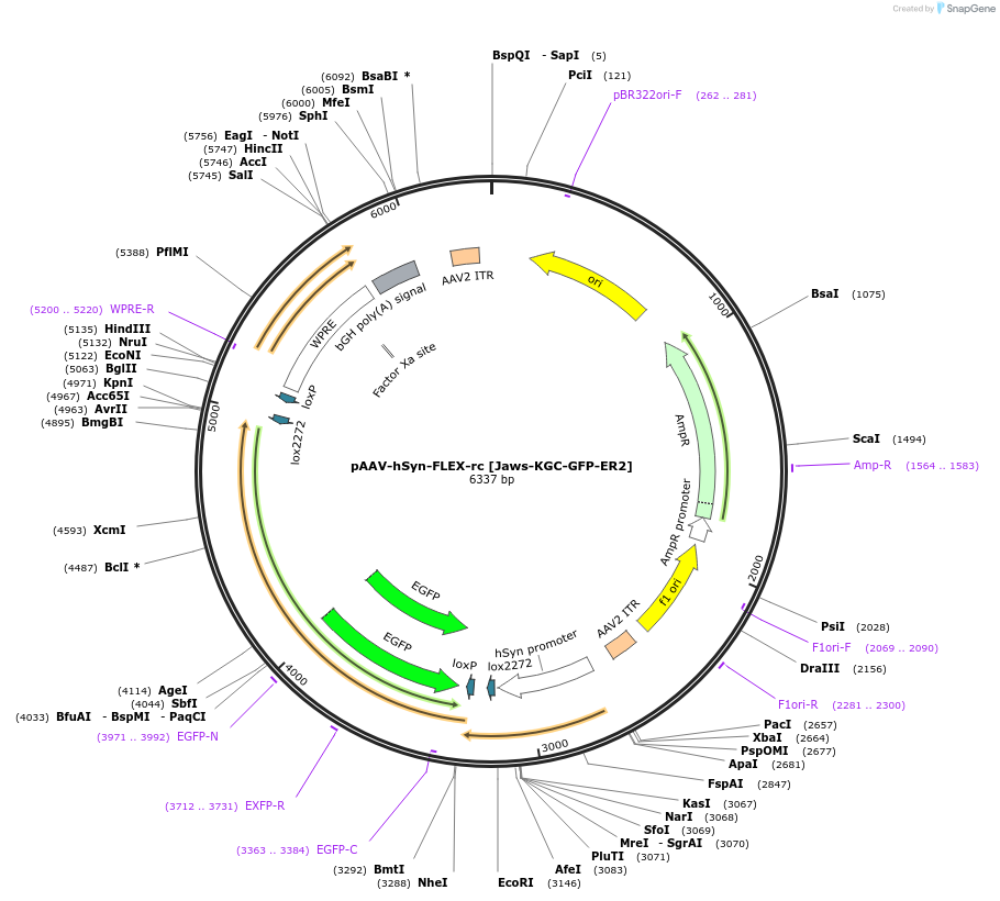 78174-plasmid-map-sequence-id-266463