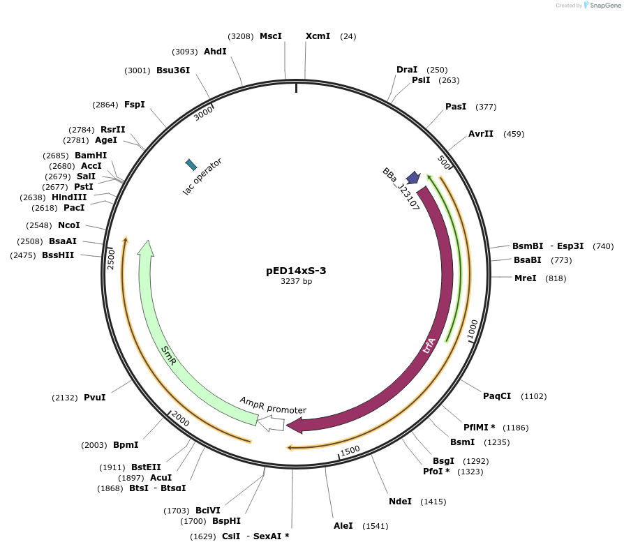 134801-plasmid-map-sequence-id-266471